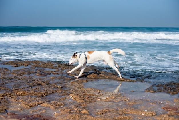 Белая собака гуляет по пляжу в окружении моря под солнечным светом и голубым небом