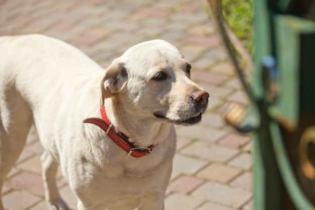 White dog with red collar stands outside