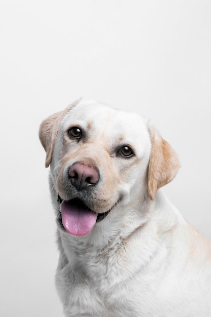 Foto gratuita cane bianco