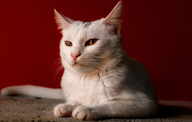 White domestic cat making a grumpy face in front of the camera red background