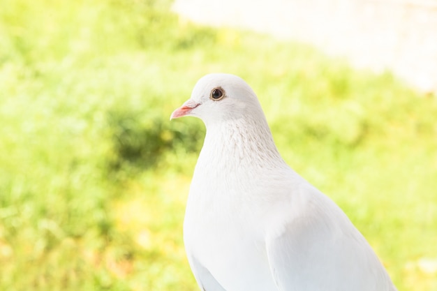 White dove closeup.