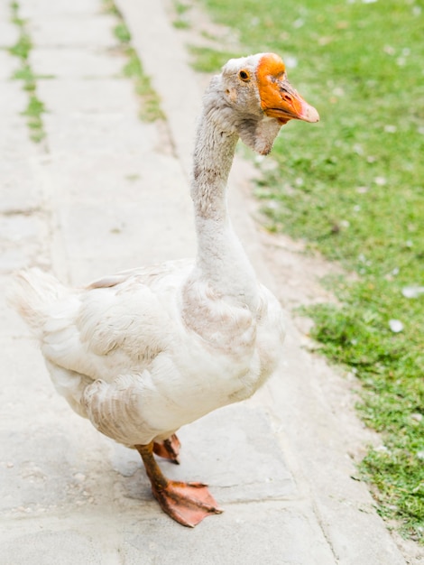 Free photo white duck staying outside