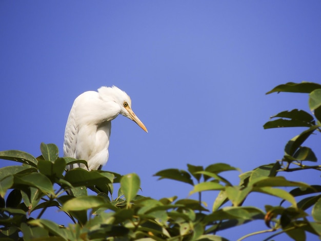 White egret bird perched on a tree branch against the blue sky