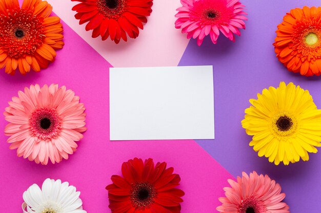 White empty card surrounded by gerbera daisies
