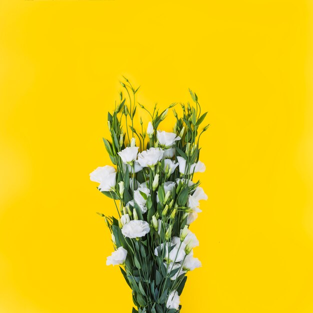 黄色の背景に白いeustomaの花