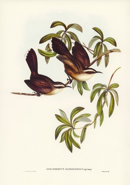 흰 눈썹 Pomatorhinus (Pomatorhinus superciliosus)