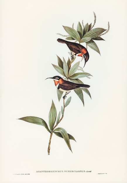 White-eyebrowed Spine-bill (Acanthorhynchus superciliosus) illustrated by Elizabeth Gould