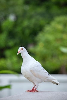 Белое перо верховой птицы-голубя на крыше крыши