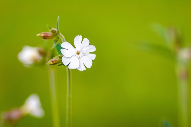 晴れた日に白い野原の花