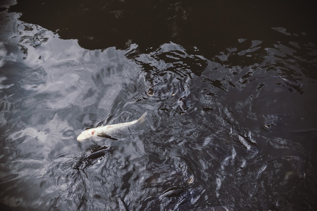 호수에 흰 살 생선