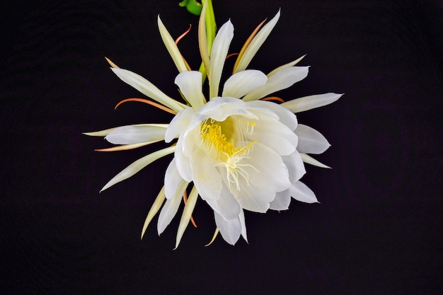 White flower in a black background