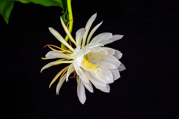 White flower on black background