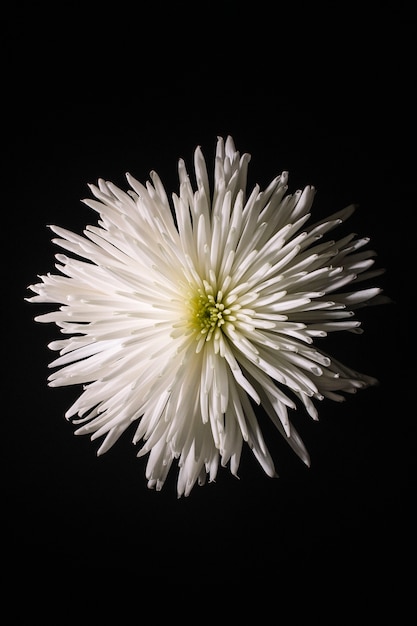 Foto gratuita fiore bianco su nero