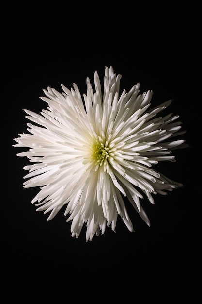 黒の白い花