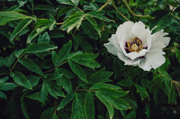 White flower in bloom on vibrant green leaves