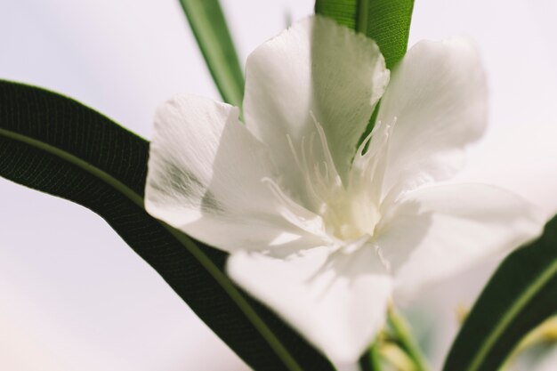 White flower close up