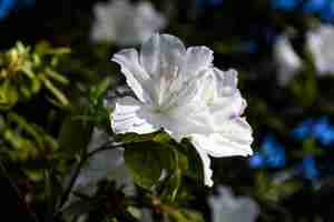 Foto gratuita un primo piano di fiore bianco