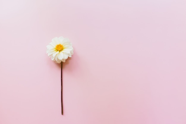 ピンクのパステルカラーの背景に白い花ダリア 最小限の花の組成 フラットレイ 上面図 コピースペース 夏 秋のコンセプト プレミアム写真
