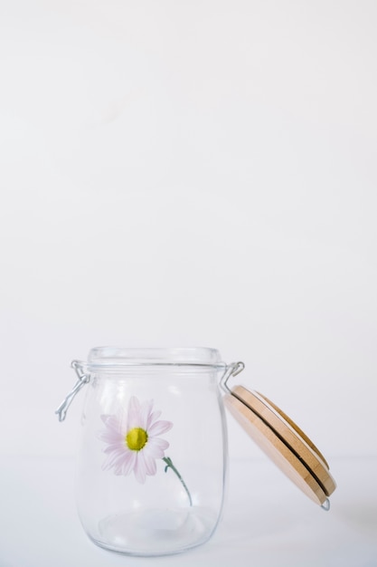 Free photo white flower in glass