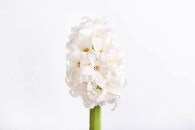 White flower head isolated
