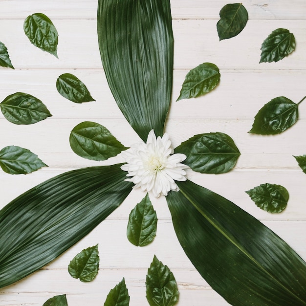 Free photo white flower on leaves