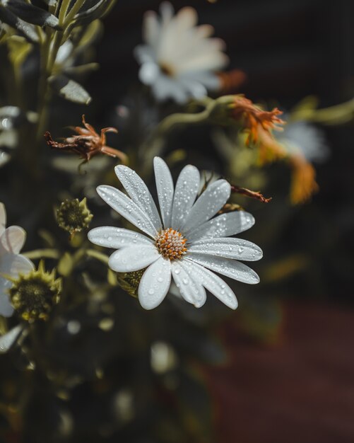 Белые лепестки цветов с каплями воды и пыльцой