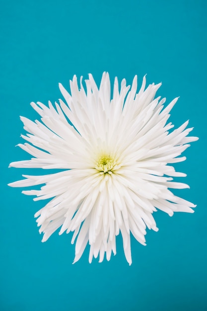 ターコイズブルーの背景に白い花