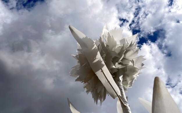 A white flower with blue cloudy sky