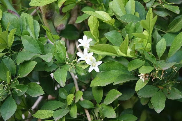 White flower with green leaves behind