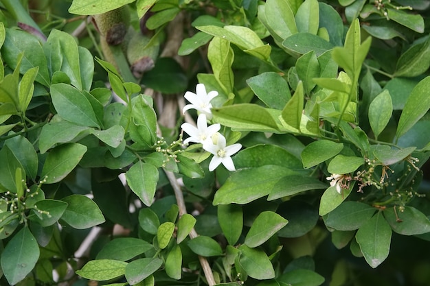 White flower with green leaves behind