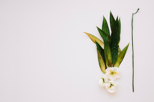 White flower with leaves and branch