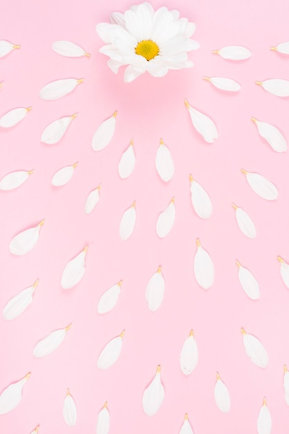 Free photo white flower with petals spread on pink background