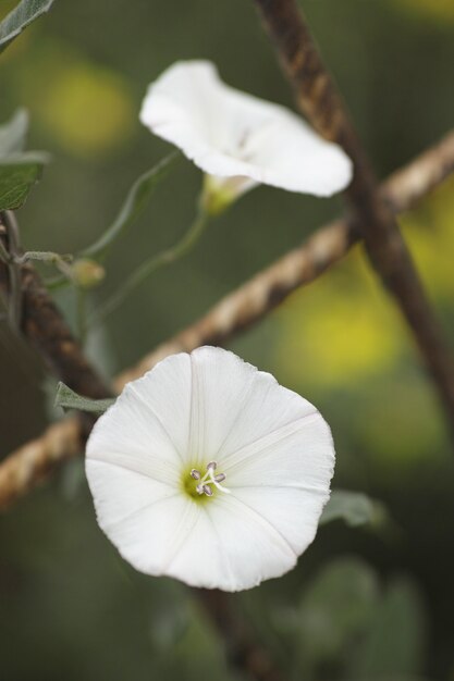 焦点の定まらない背景に白い花
