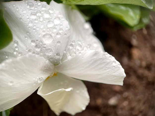 Foto gratuita un fiore bianco con gocce d'acqua su di esso