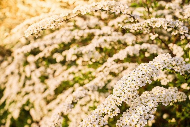 White flowering bush Alpine Spirea in the rays of sunset Warm yellow sun light on flowers Blossom bloom postcard or banner idea selective focus