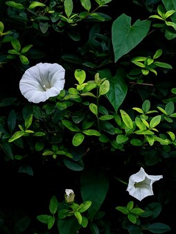 짙은 녹색의 아름다운 꽃들 사이에 흰 꽃