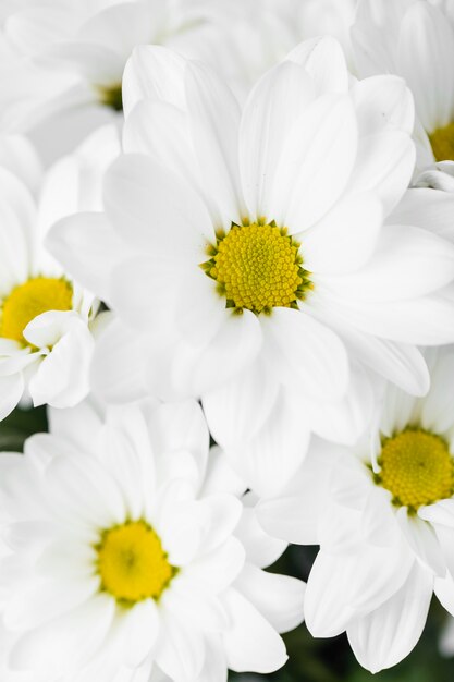 白い花のアレンジメントのクローズアップ