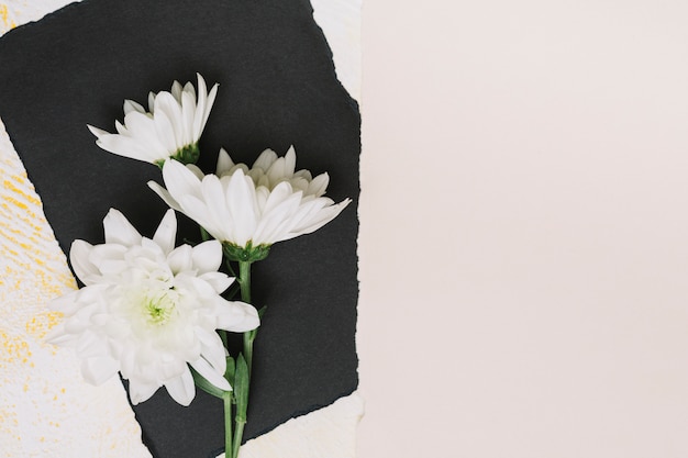 黒い紙のシート上の白い花