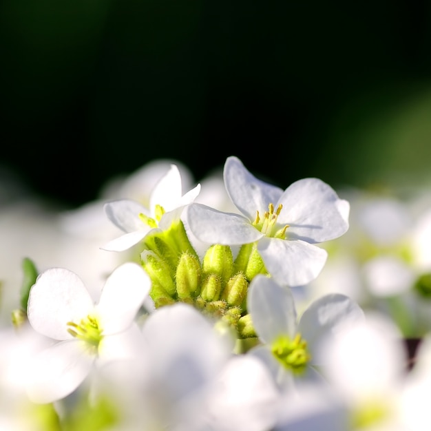 White flowers in bloom