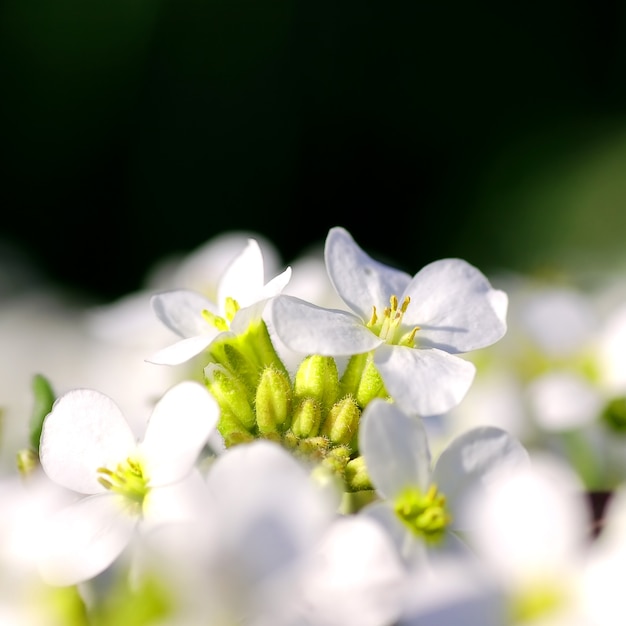 咲く白い花