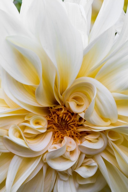 White flowers in bloom