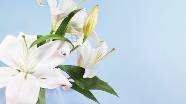 White flowers on blue background