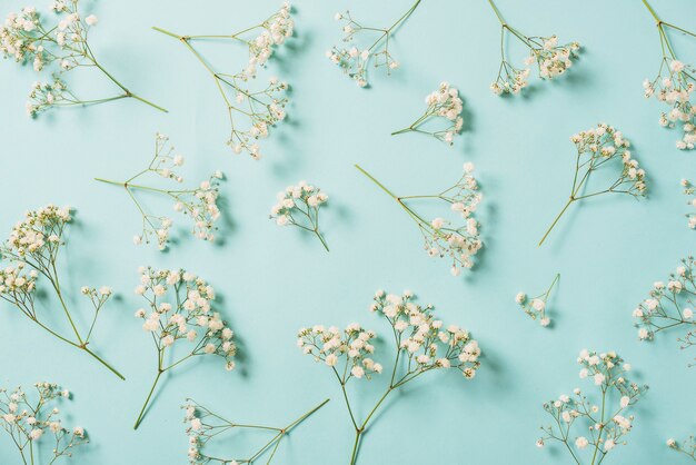 White flowers on blue
