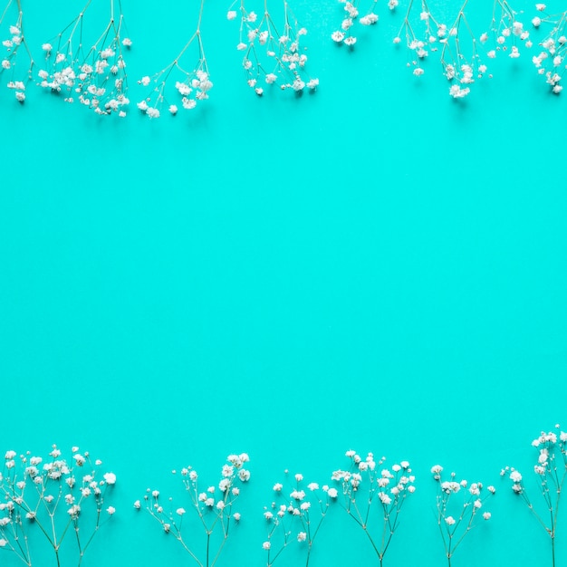 White flowers on blue