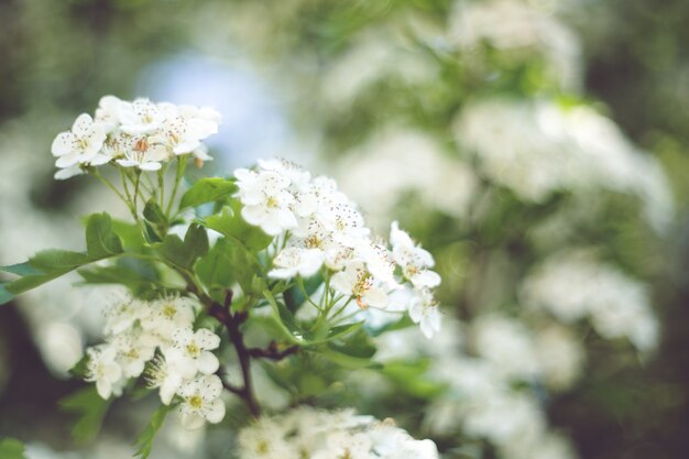 흰 꽃 가까이