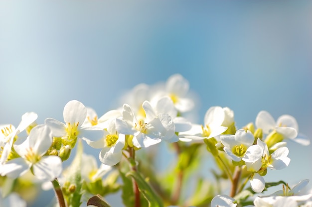 White flowers close with blue background