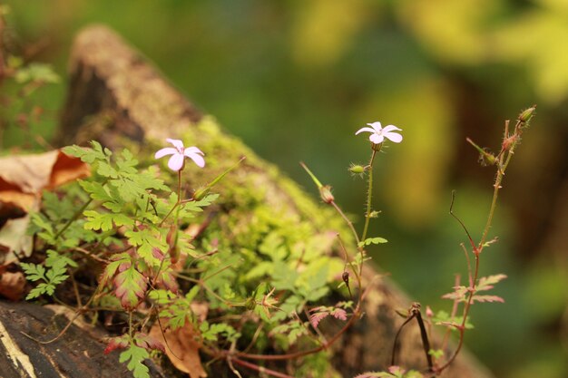White flowers next to each other surrounded by green grass and leaves