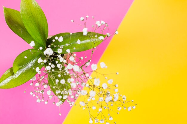 White flowers and green leaves