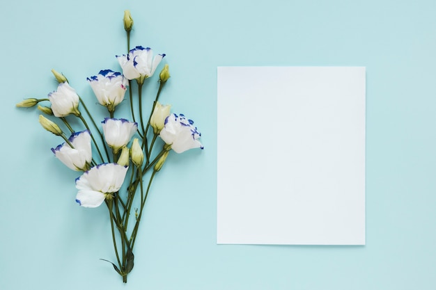 White flowers and leave with white piece of paper