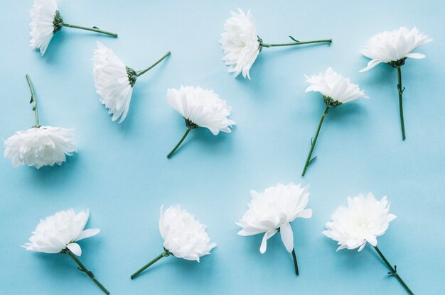 Белые цветы на светло-голубом фоне
